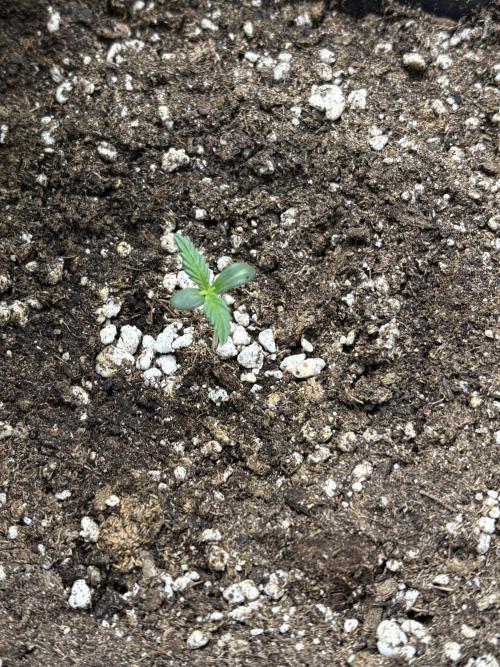 Gelato 🍭Auto #1. Week 1