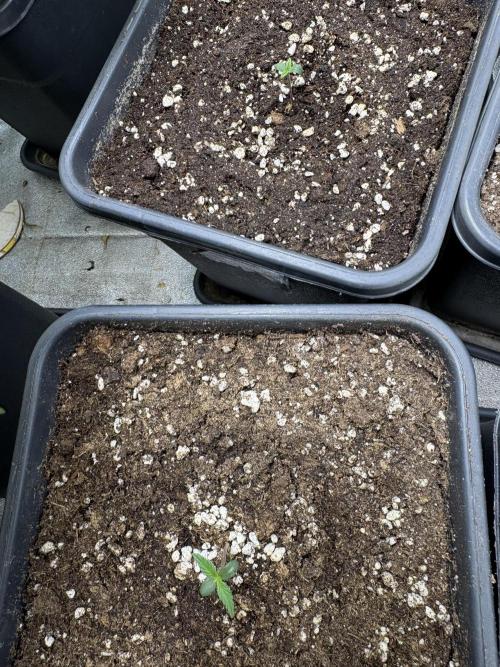 Gelato 🍭Auto #1. Week 1