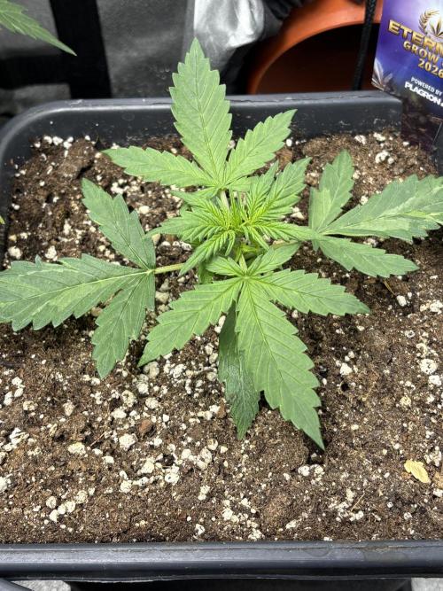 Eternity 2026 Sticky Broccoli. Week 2