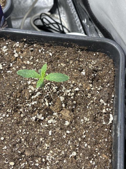 Eternity 2026 Sticky Broccoli. Week 2