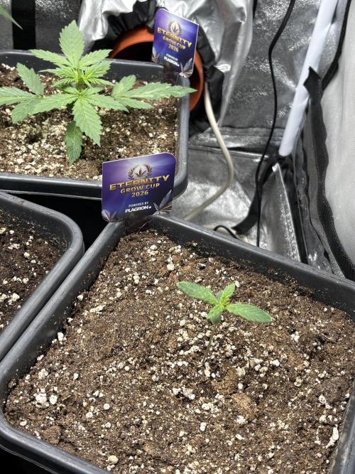 Eternity 2026 Sticky Broccoli. Week 2