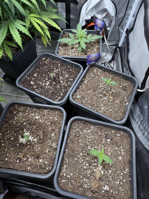 Eternity 2026 Sticky Broccoli. Week 2