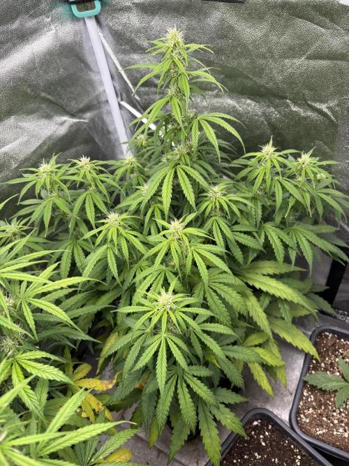 IZI Auto Glue xxL. Week 6