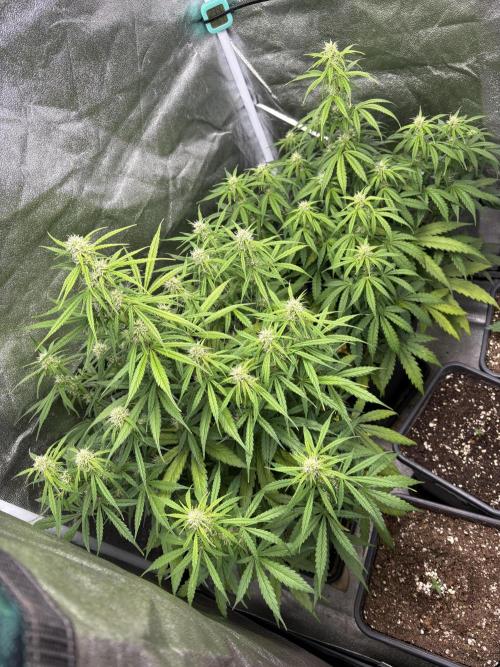 IZI Auto Glue xxL. Week 6