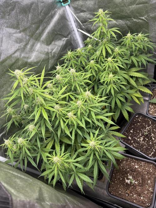 IZI Auto Glue xxL. Week 6