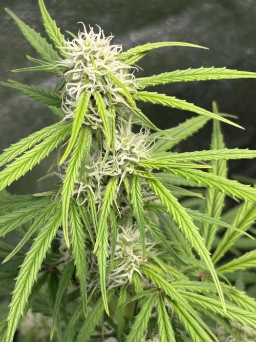 IZI Auto Glue xxL. Week 6