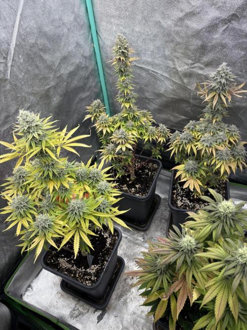 Black Lemon Exotic Seeds. Week 12