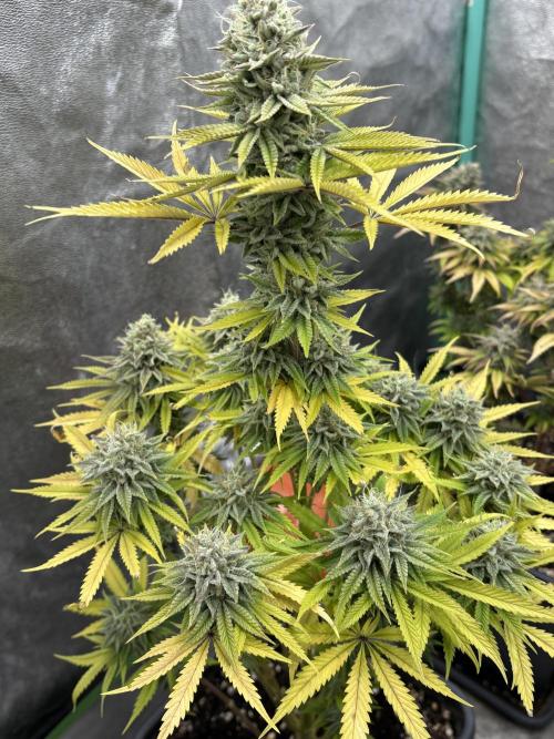 Black Lemon Exotic Seeds. Week 12