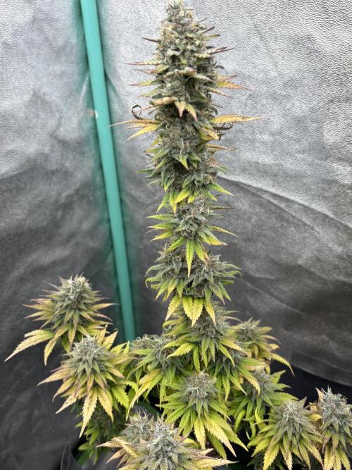 Black Lemon Exotic Seeds. Week 12