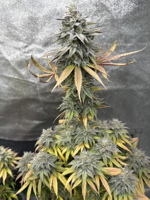 Black Lemon Exotic Seeds. Week 12