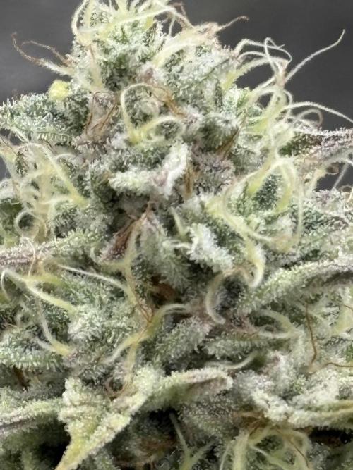 Black Lemon Exotic Seeds. Week 12