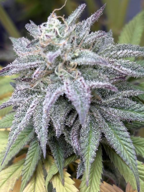 Black Lemon Exotic Seeds. Week 12