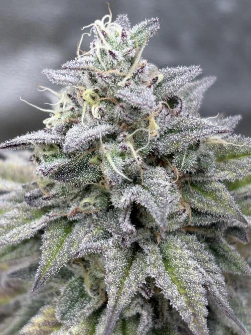 Black Lemon Exotic Seeds. Week 12