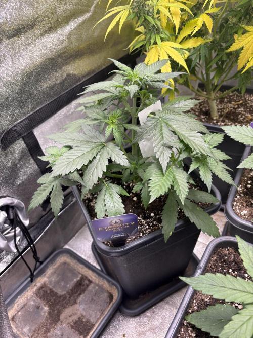 Eternity 2026 Sticky Broccoli. Week 3