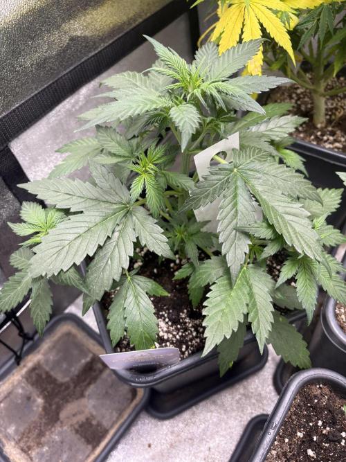 Eternity 2026 Sticky Broccoli. Week 3