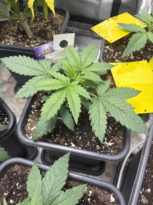 Eternity 2026 Sticky Broccoli. Week 3