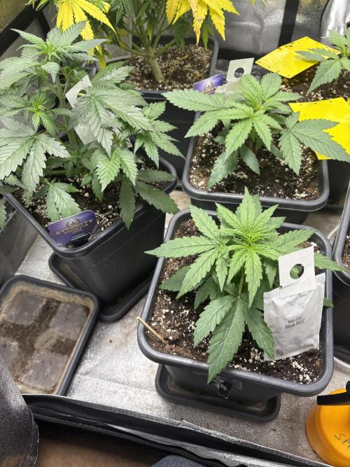 Eternity 2026 Sticky Broccoli. Week 3