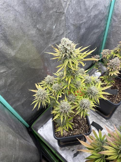 Black Lemon Exotic Seeds. Week 13