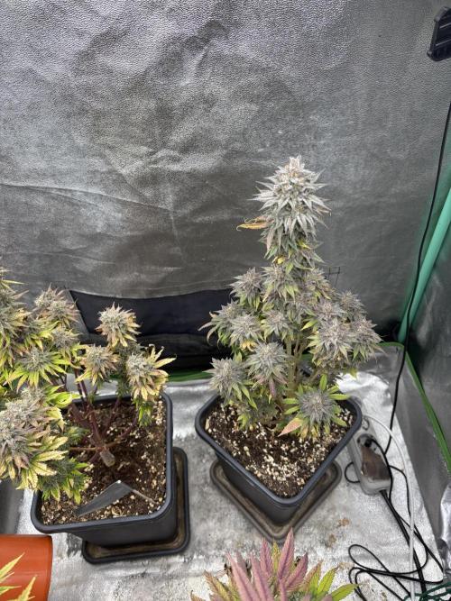 Black Lemon Exotic Seeds. Week 13