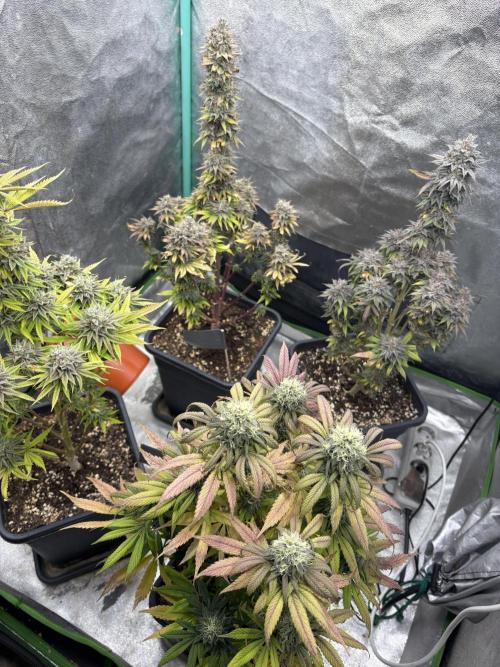 Black Lemon Exotic Seeds. Week 13