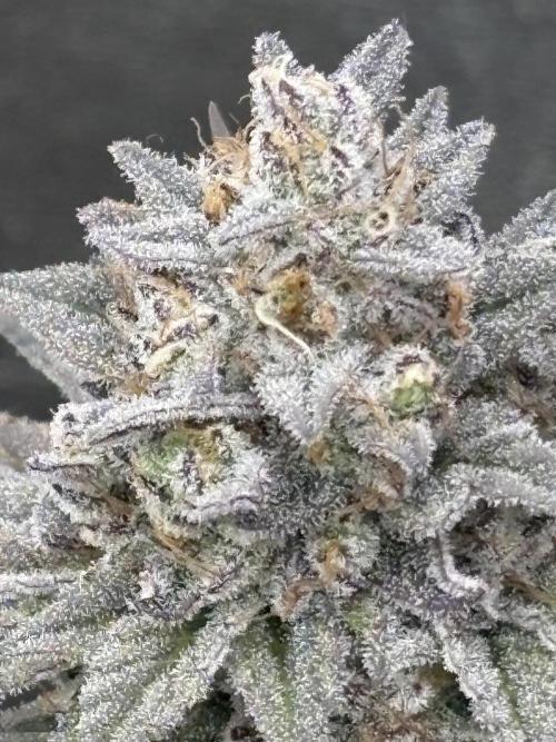 Black Lemon Exotic Seeds. Week 13