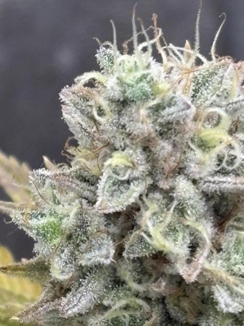 Black Lemon Exotic Seeds. Week 13