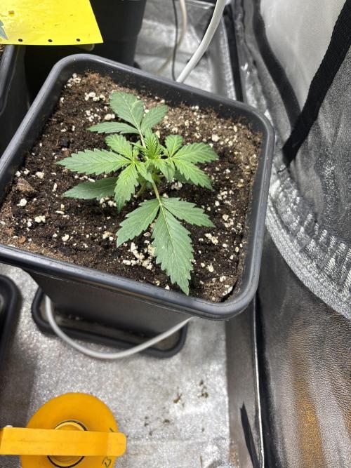 Gelato 🍭Auto #1. Week 2