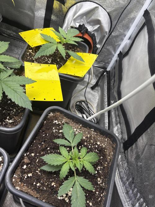 Gelato 🍭Auto #1. Week 2