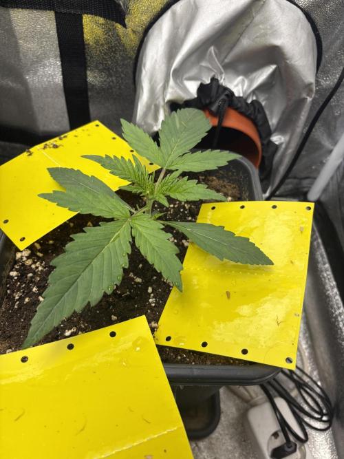 Gelato 🍭Auto #1. Week 2