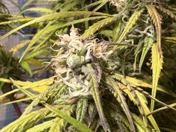 IZI Auto Glue xxL. Week 8