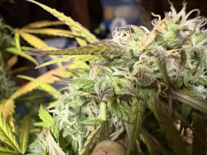 IZI Auto Glue xxL. Week 8