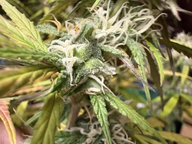 IZI Auto Glue xxL. Week 8