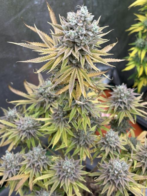 Black Lemon Exotic Seeds. Week 14