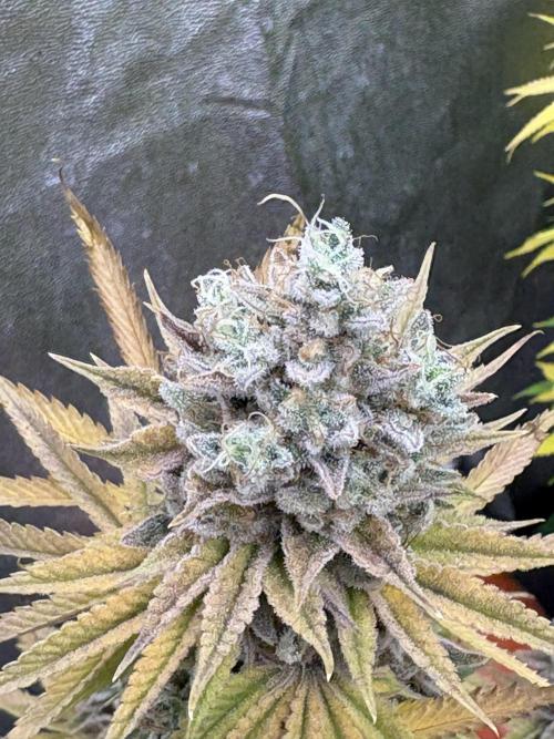 Black Lemon Exotic Seeds. Week 14