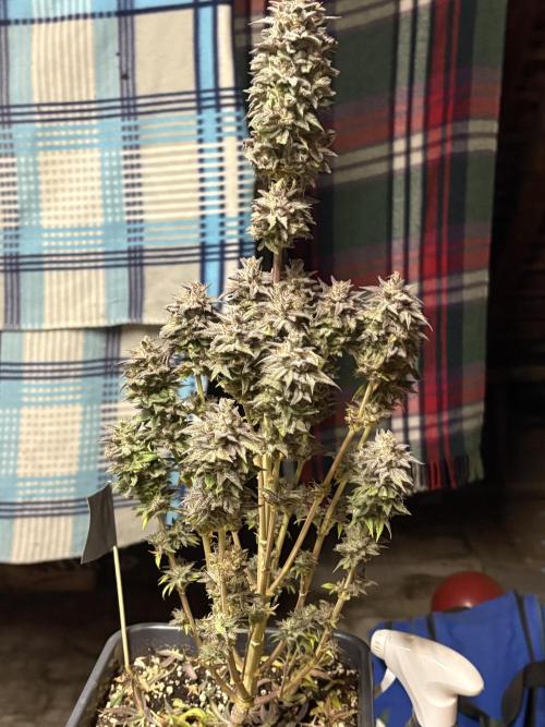 Black Lemon Exotic Seeds. Week 14