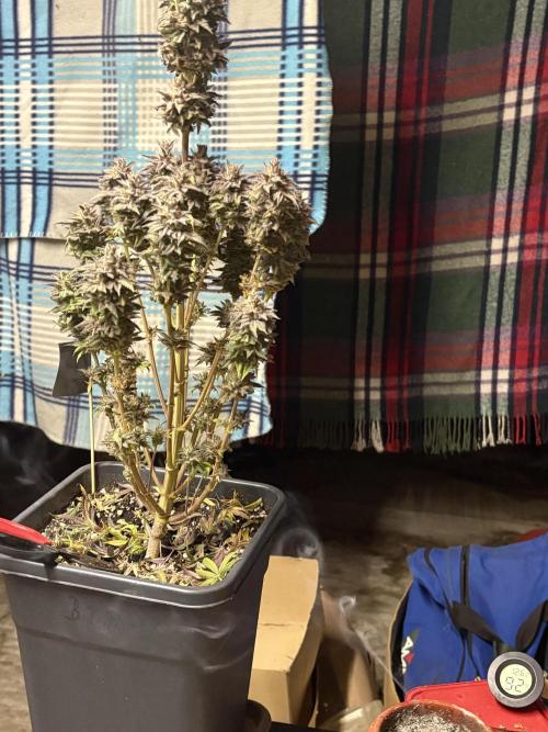 Black Lemon Exotic Seeds. Week 14