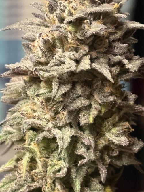 Black Lemon Exotic Seeds. Week 14