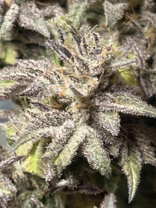 Black Lemon Exotic Seeds. Week 14