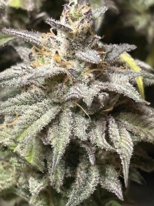 Black Lemon Exotic Seeds. Week 14