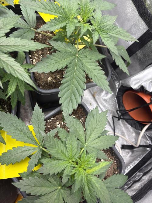 Gelato 🍭Auto #1. Week 3