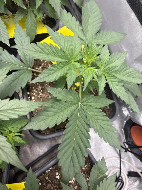 Gelato 🍭Auto #1. Week 3