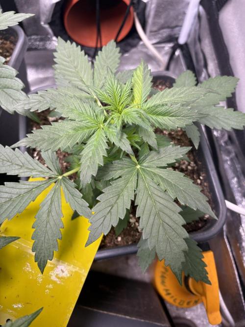 Gelato 🍭Auto #1. Week 3