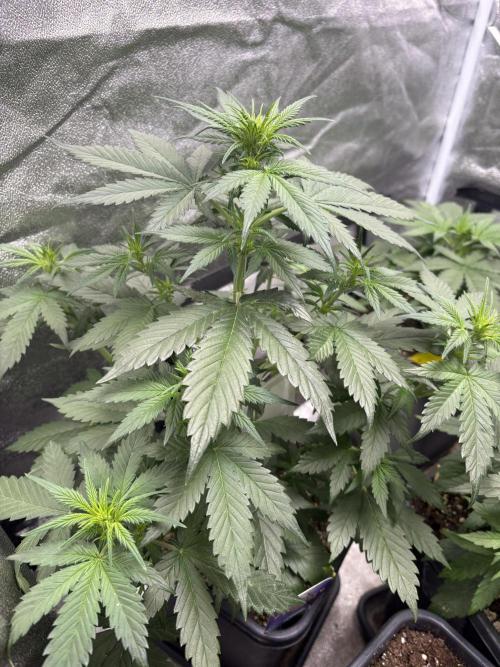 Eternity 2026 Sticky Broccoli. Week 4