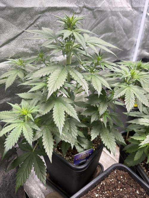 Eternity 2026 Sticky Broccoli. Week 4