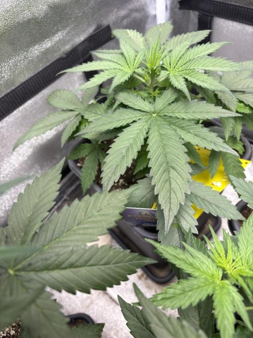 Eternity 2026 Sticky Broccoli. Week 4