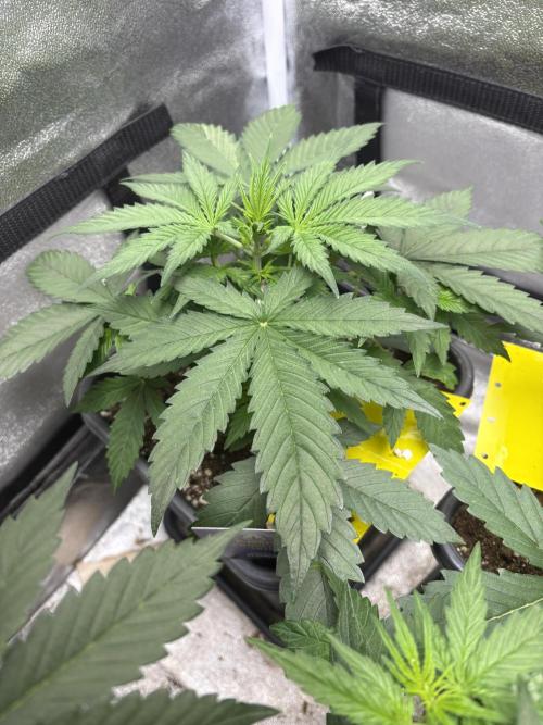 Eternity 2026 Sticky Broccoli. Week 4