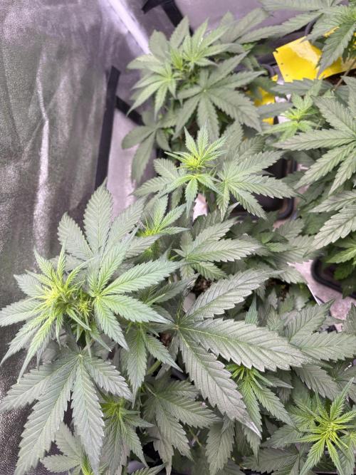 Eternity 2026 Sticky Broccoli. Week 4