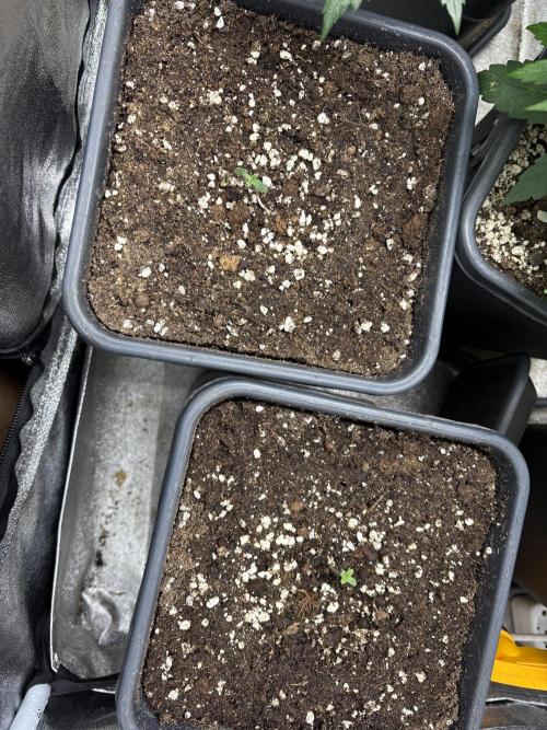 Erdbeere Banane Gelato xl #2. Week 1