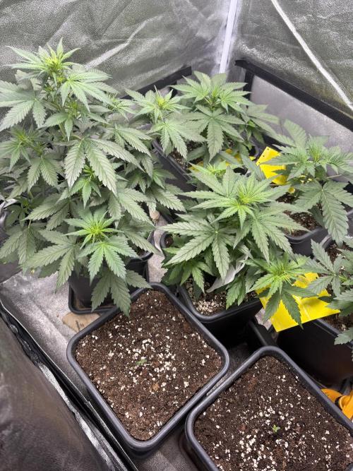 Erdbeere Banane Gelato xl #2. Week 1