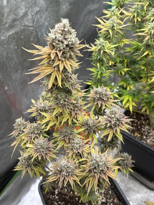 Black Lemon Exotic Seeds. Week 15